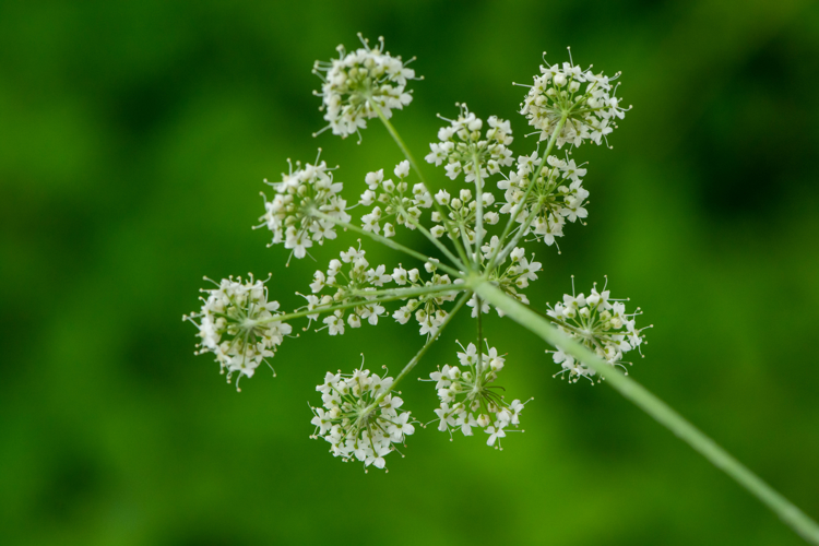 Pimpinella major (L.) Huds., 1762 &copy; Wijnand van Buuren
