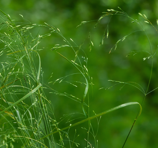 Poa nemoralis L., 1753 &copy; Wijnand van Buuren