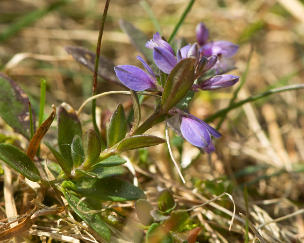 Polygala serpyllifolia Hose, 1797 &copy; Wijnand van Buuren
