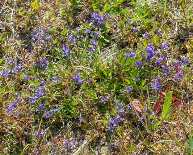 Polygala vulgaris L., 1753 &copy; Wijnand van Buuren