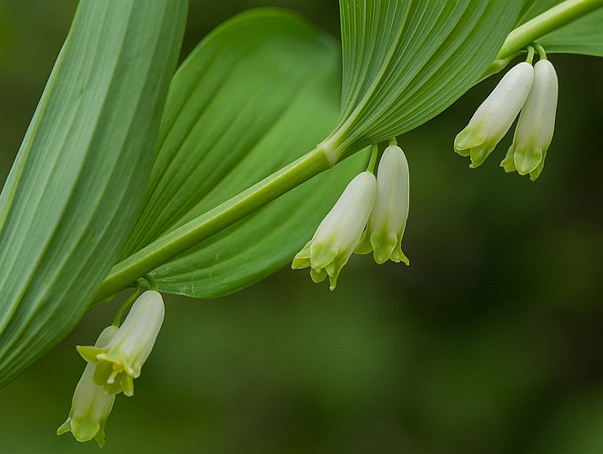 Polygonatum odoratum (Mill.) Druce, 1906 &copy; Wijnand van Buuren
