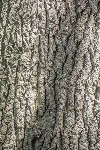 Populus alba L., 1753 &copy; Piet J. Ashouwer