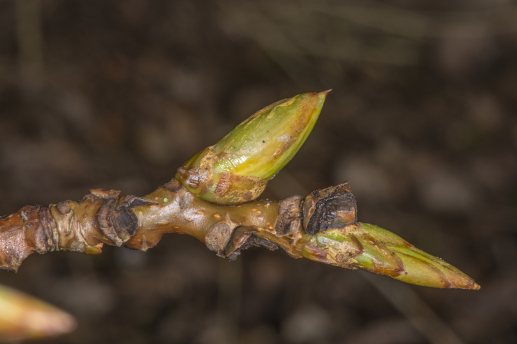 Populus nigra L., 1753 &copy; Piet J. Ashouwer