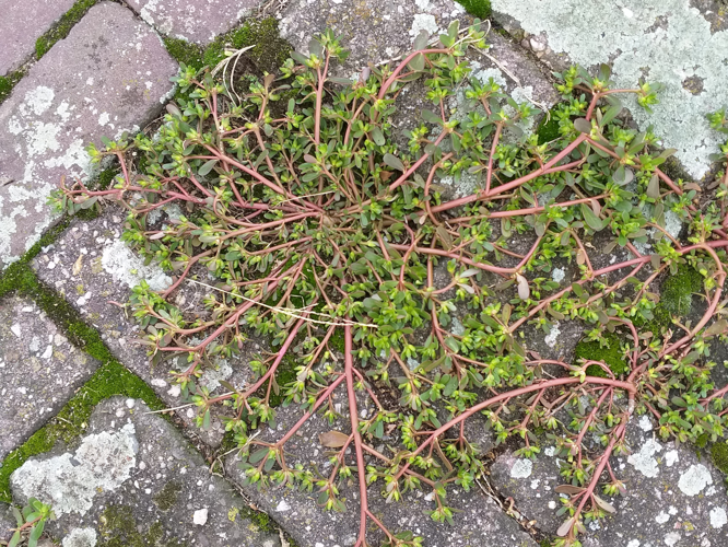 Portulaca oleracea L., 1753 &copy; Dick Belgers