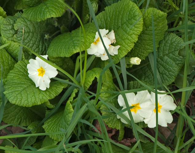 Primula vulgaris Huds., 1762 &copy; Wijnand van Buuren