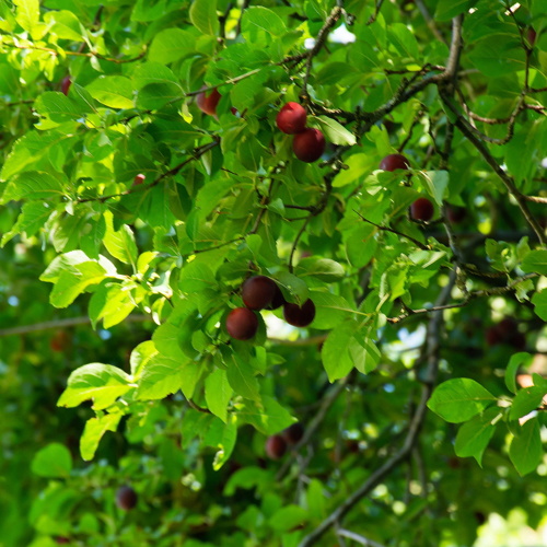 Prunus cerasifera Ehrh., 1784 &copy; Wijnand van Buuren