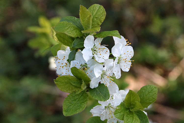 Prunus domestica L., 1753 &copy; Annemieke Hoozemans