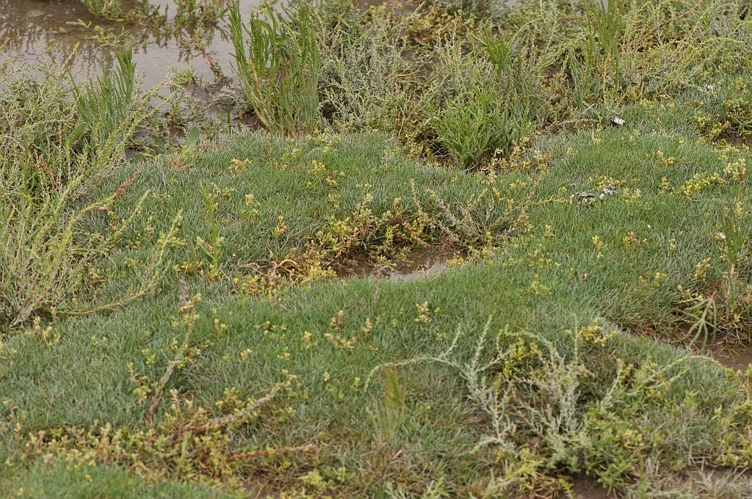 Puccinellia maritima (Huds.) Parl., 1850 &copy; Wijnand van Buuren