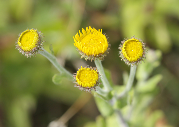 Pulicaria dysenterica (L.) Bernh., 1800 &copy; Tjerk Nawijn