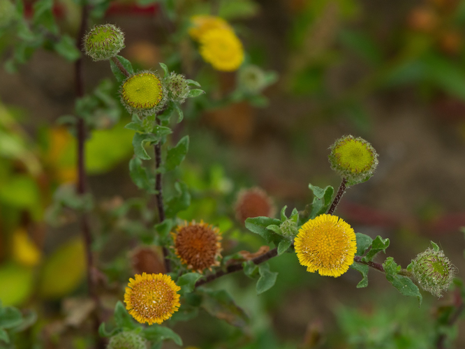 Pulicaria vulgaris Gaertn., 1791 &copy; Wijnand van Buuren