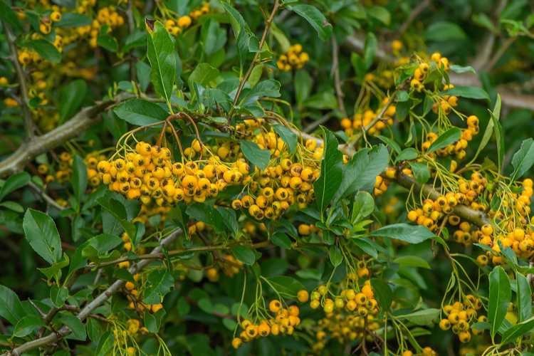 Pyracantha coccinea M. Roem., 1847 &copy; Wijnand van Buuren