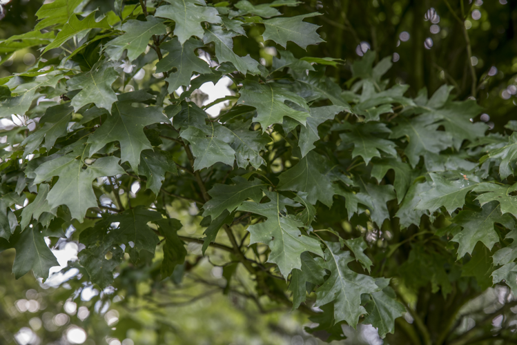 Quercus palustris Münchh., 1770 &copy; Piet J. Ashouwer