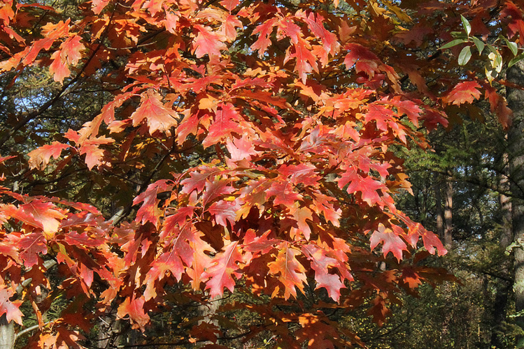 Quercus rubra L., 1753 &copy; Annemieke Hoozemans