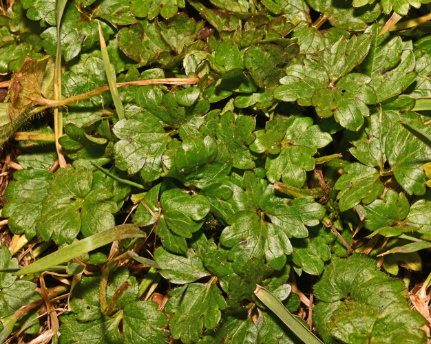 Ranunculus bulbosus L., 1753 &copy; Bas van Hulst-Kuiper