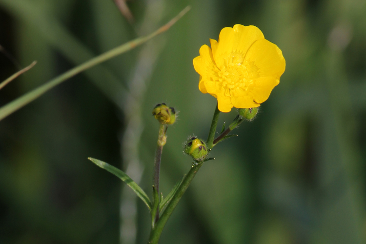 Ranunculus flammula L., 1753 &copy; Annemieke Hoozemans