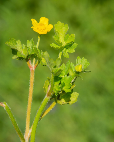 Ranunculus sardous Crantz, 1763 &copy; Wijnand van Buuren