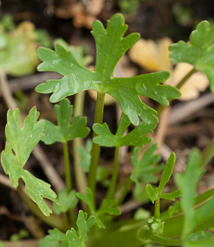 Ranunculus sceleratus L., 1753 &copy; Wijnand van Buuren