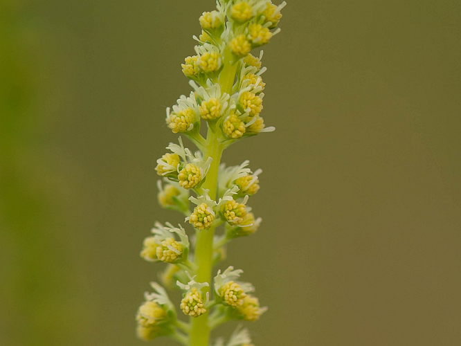 Reseda luteola L., 1753 &copy; Wijnand van Buuren