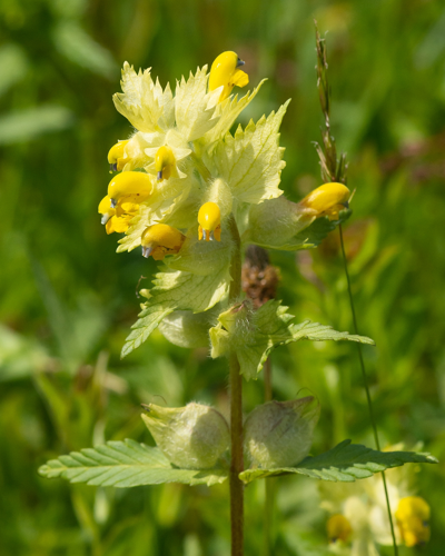 Rhinanthus alectorolophus (Scop.) Pollich, 1777 &copy; Wijnand van Buuren