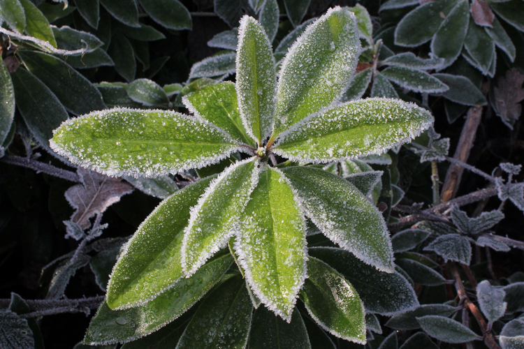 Rhododendron ponticum L., 1762 &copy; Annemieke Hoozemans