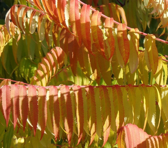 Rhus typhina L., 1756 &copy; Ab Neutel