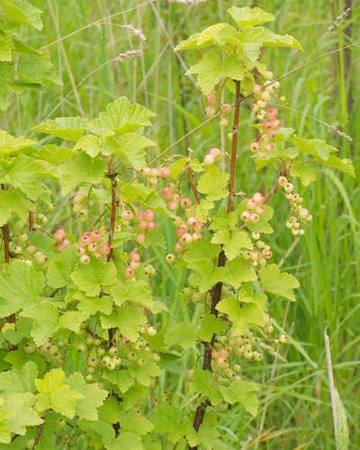 Ribes rubrum L., 1753 &copy; Wijnand van Buuren