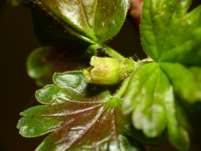 Ribes uva-crispa L., 1753 &copy; Dick Belgers