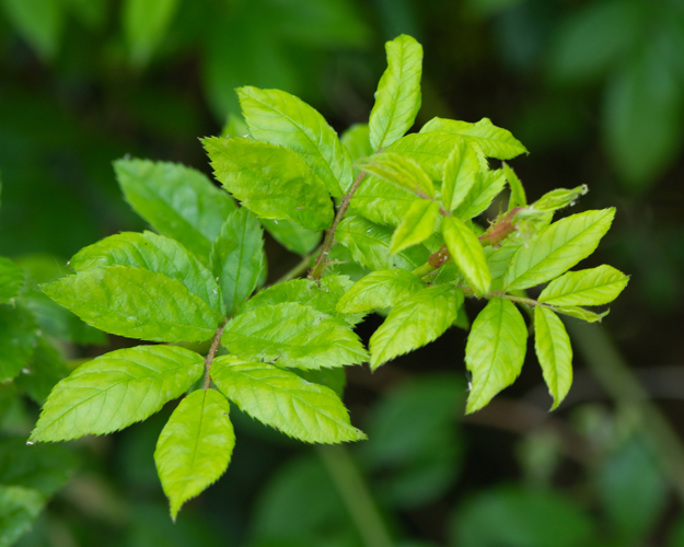 Rosa multiflora Thunb., 1784 &copy; Wijnand van Buuren