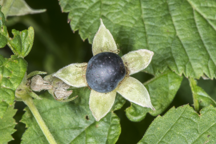 Rubus caesius L., 1753 &copy; Piet J. Ashouwer