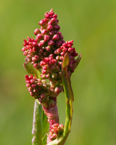 Rumex acetosa L., 1753 &copy; Wijnand van Buuren