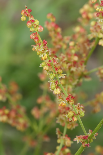 Rumex acetosella L., 1753 &copy; Marijke Kanters