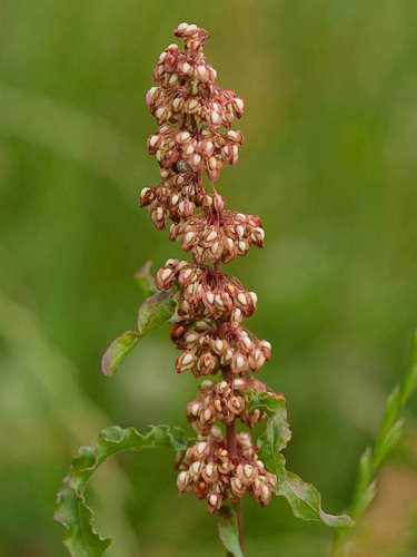Rumex hydrolapathum Huds., 1778 &copy; Wijnand van Buuren