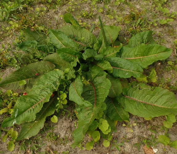 Rumex crispatulus Michx., 1803 &copy; Ab Neutel