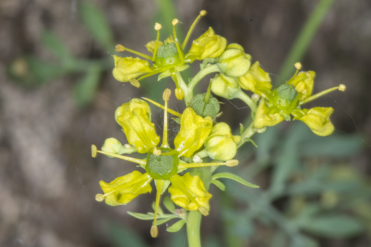 Ruta graveolens L., 1753 &copy; Piet J. Ashouwer