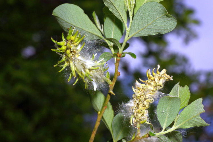 Salix cinerea L., 1753 &copy; Hans Jonkman