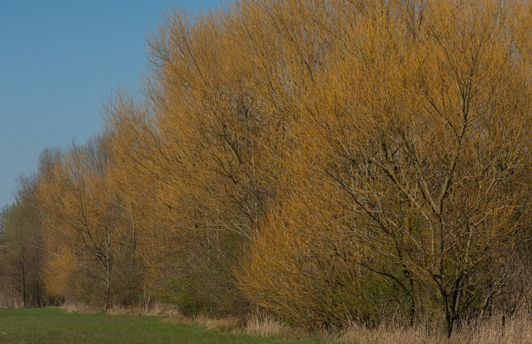 Salix x fragilis L., 1753 &copy; Wijnand van Buuren