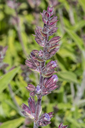 Salvia officinalis L., 1753 &copy; Piet J. Ashouwer