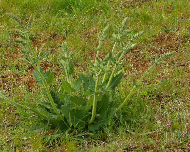 Salvia pratensis L., 1753 &copy; Wijnand van Buuren