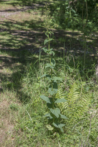 Scrophularia nodosa L., 1753 &copy; Piet J. Ashouwer