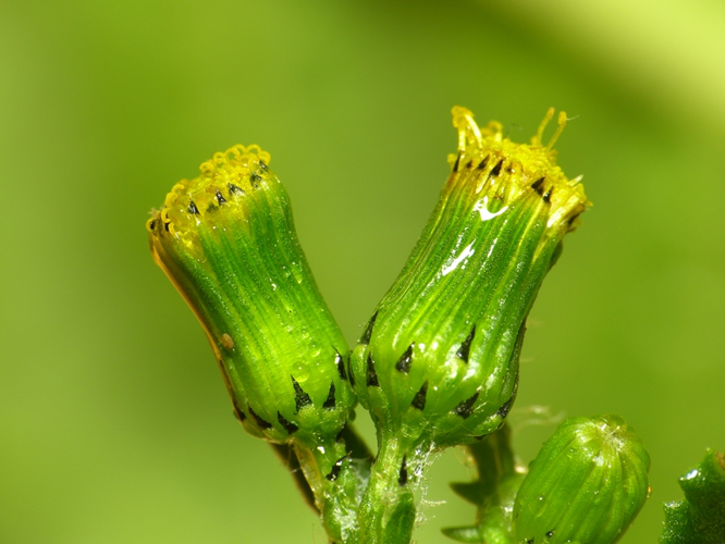 Senecio vulgaris L., 1753 &copy; Dick Belgers