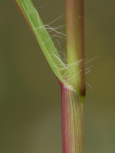 Setaria pumila (Poir.) Roem. & Schult., 1817 &copy; Wijnand van Buuren