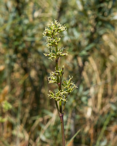 Silene otites (L.) Wibel, 1799 &copy; Wijnand van Buuren