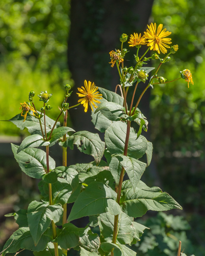 Silphium perfoliatum L., 1759 &copy; Wijnand van Buuren