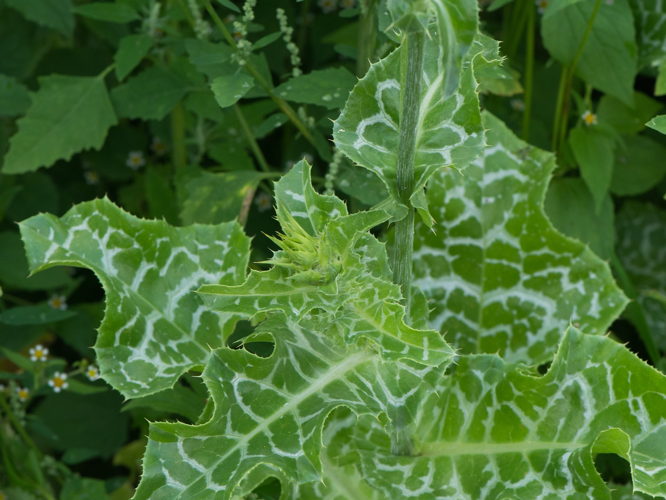 Silybum marianum (L.) Gaertn., 1791 &copy; Wijnand van Buuren