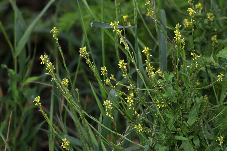 Sisymbrium officinale (L.) Scop., 1772 &copy; Annemieke Hoozemans