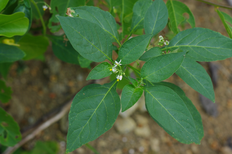 Solanum americanum Mill., 1768 &copy; Carel de Haseth