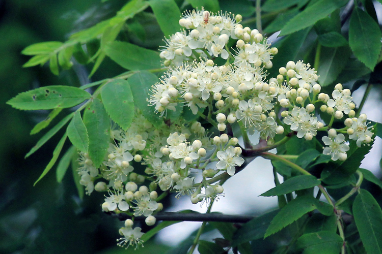 Sorbus aucuparia L., 1753 &copy; Annemieke Hoozemans