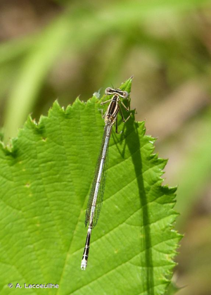  © A. Lacoeuilhe