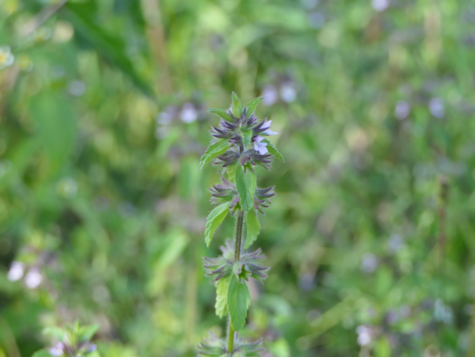 Stachys arvensis (L.) L., 1763 &copy; Dick Belgers