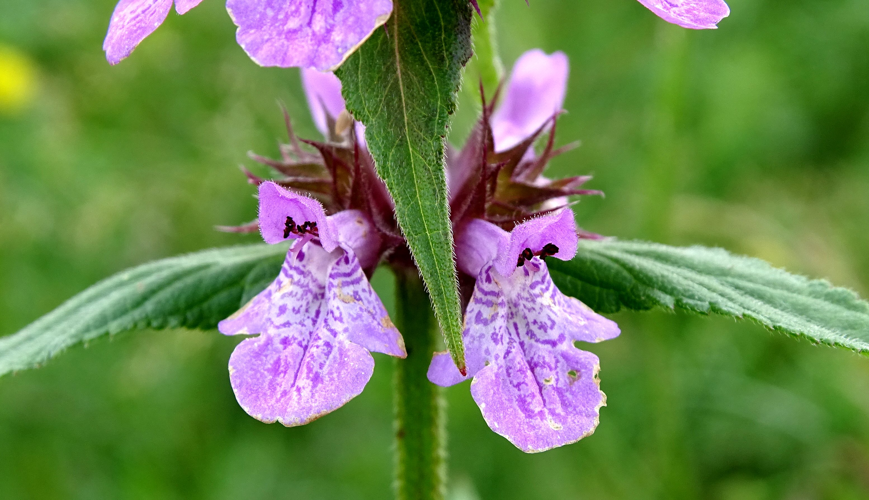 Stachys palustris L., 1753 &copy; Bert Verbruggen